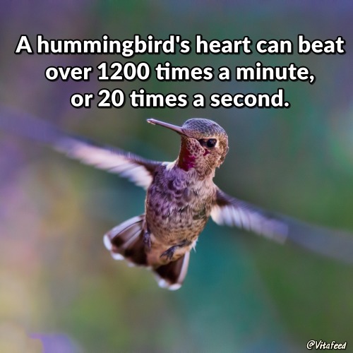 humming bird