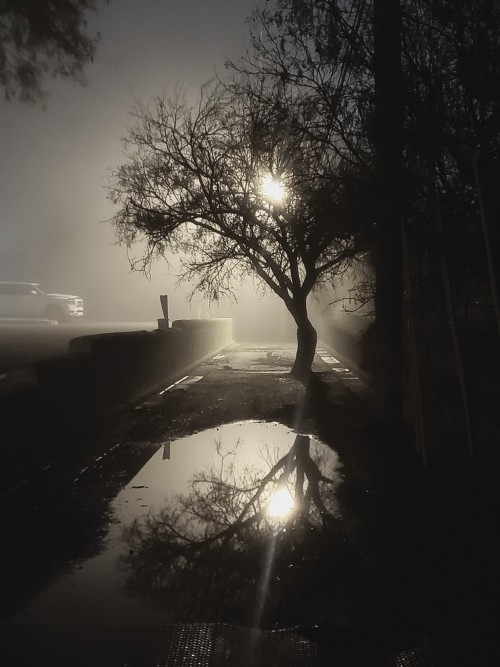 The Fog Comes At Unexpected Times