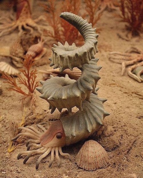 unsubconscious:Helioceras Heteromorph Ammonite