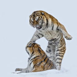 end0skeletal:  (via 500px / I want to Play by Paul Keates)