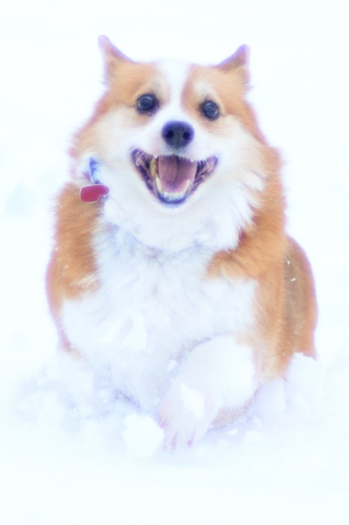 corgiaddict:  Sadie’s Big Snow Day