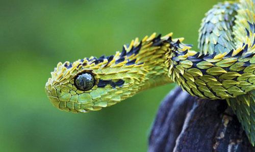 all-thats-interesting: 9 Incredibly Strange Animals That Really Exist Here are some more of the rare