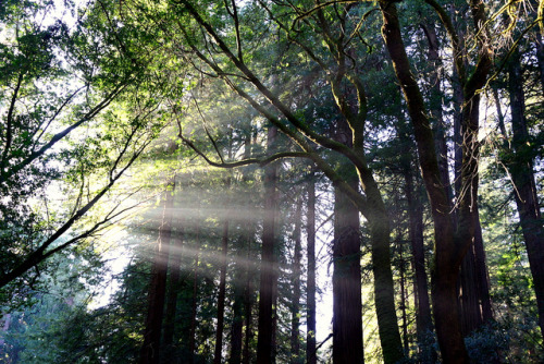 Redwood forest by Y. Peter Li Photography on Flickr.