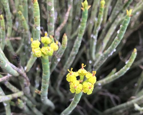 #FlowerFriday…Some of the lovely &amp; interesting flowers encountered in the Baviaanskloof! 1️⃣ Yel