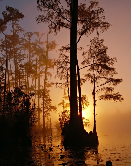 ~  photographer : George Gentry ~ Okefenokee Swamp, Georgia - Florida border