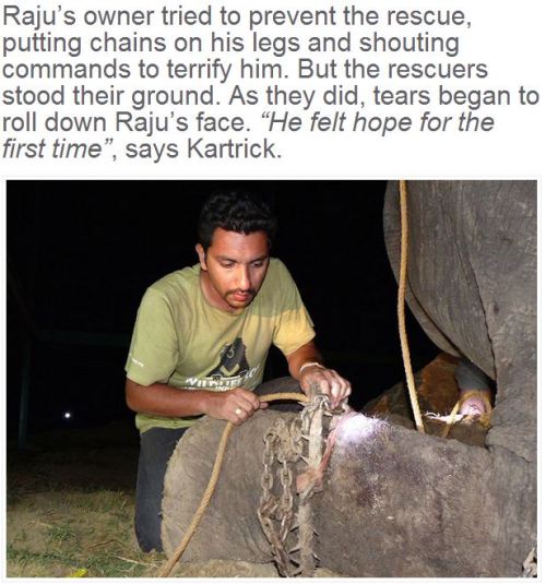 angelclark: Elephant Raju Cries After Being Rescued From 50 Years Of Suffering In Chains  This 