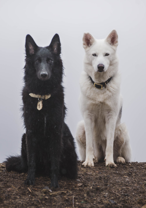 tundratails:DOGS in snow