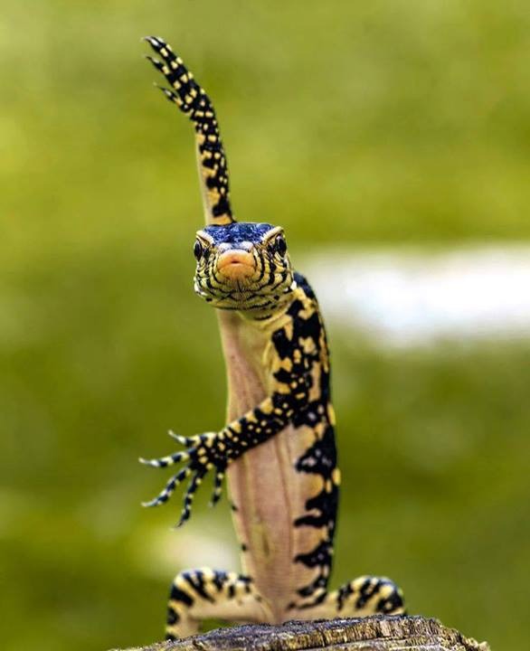 magicalnaturetour:  A komodo shows off its dance skills. The reptile was spotted