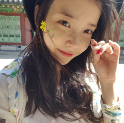 minibolinle:  iu • like or reblog if u