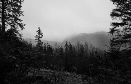 Lake District Forest, Cumbria, 15.1.17.