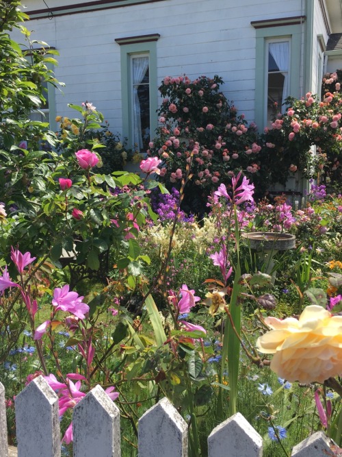 peachytofu:i am so jealous of this persons yard! its covered in soo many flowers and is my actual dr