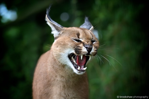 A feisty Caracal named Griffin at WHF Big Cat Sanctuary!