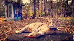 coleeettte:Master post of my cute cat / huntress