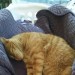 pandor-pandorkful:So I&rsquo;ve been sleeping with a laundry basket on the bed