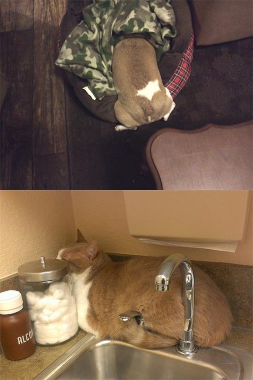 ohneooo:missredaholic:iraffiruse:Pets don’t like the vet  awww  I CANT HANDLE THIS POST