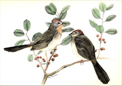 A Towhee FeathursdayThis week we present a few of those long-tailed sparrows, the Towhees!! These li