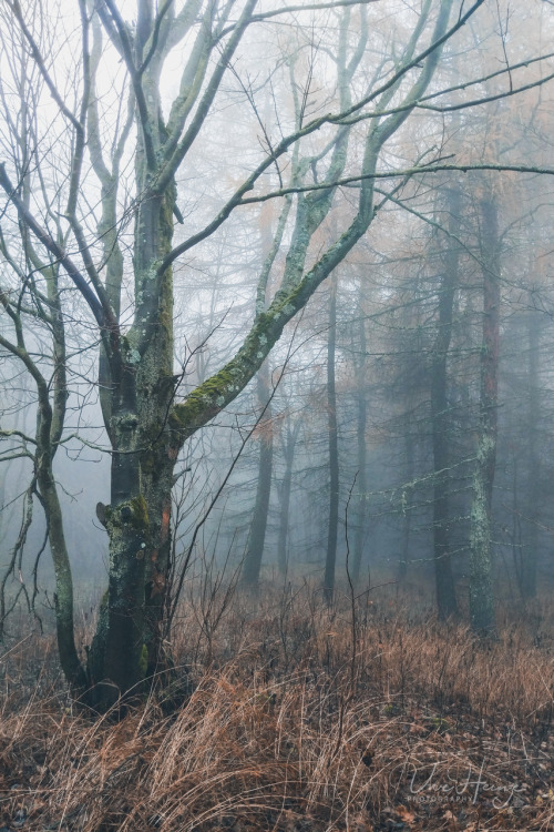 silence in the mist … | uwhe-arts