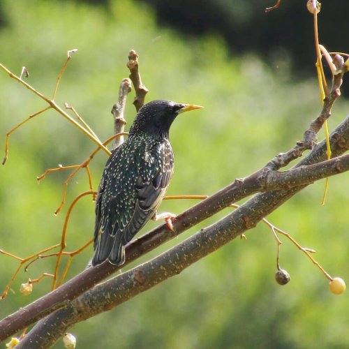 #StarlingSaturday…A European Starling with winter plumage, showing where they get their name… #starl