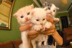 thebabyanimals:  beautiful blog full of baby animals!