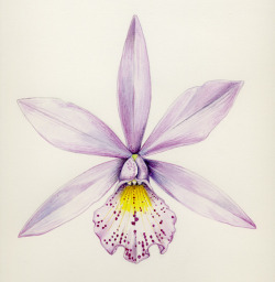 to-see-clearly:  Orchid illustration class