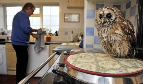 mm-jay: reioka: cumaeansibyl: thefingerfuckingfemalefury: I NEED to reblog Helpful Indoor Owl Just l