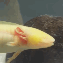 Axolotl Stickers Tumblr Posts Tumbral Com