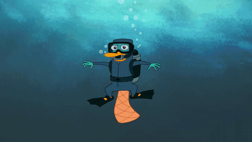 Perry is an excellent swimmer.