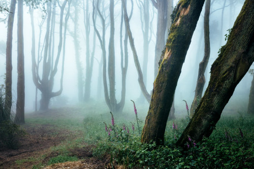 90377: Dark Forest by James Millsjamesmillsphotography.com 