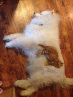 orangeflamingo:  awwww-cute:  Samoyed pup and orange kitten- best friends!  well this is important 