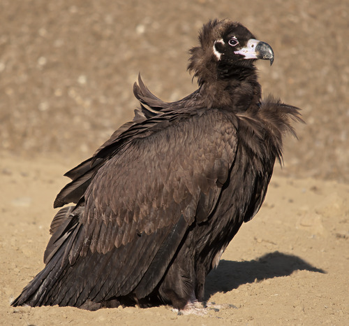 dezzoi:  Turkey Vulture Black Vulture King Vulture Greater and Lesser Yellow Headed