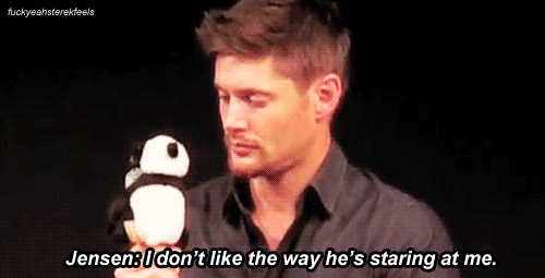 fuckyeahsterekfeels:  Misha gives Jensen a stuffed panda bear  