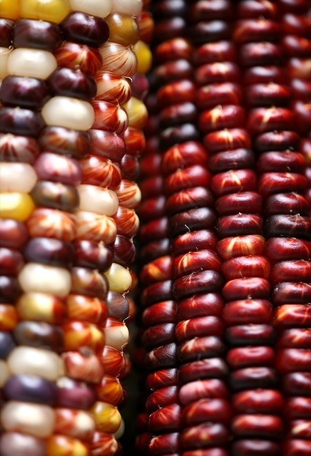 fahv:  México, hijos del maíz. 