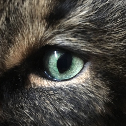 Cat’s eye