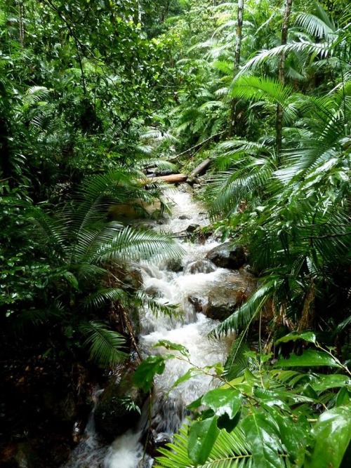 backpackfullofsunshine:  Daintree Rainforest, Australia  ❁❁ tropical blog, following back everyone  