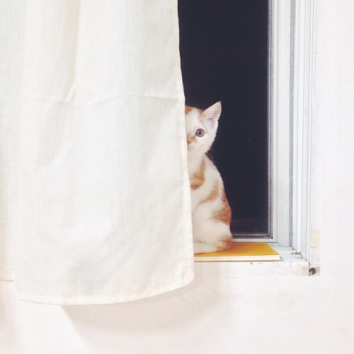 밍구없~다 / Hide and Seek #MingTheCat #WeeklyFluff #HidingCat #cat #kitty #meow #cutecat #instacats #ins