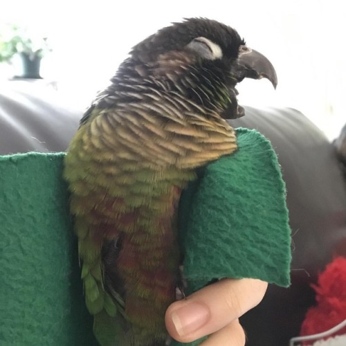I caught Matcha mid-yawn!  #matcha #matchamanju #conure #greencheekconure #parrot #birdsofinstagram 