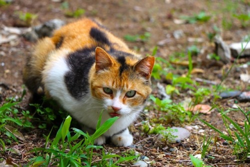 y-hoshizaki:  今日の猫。