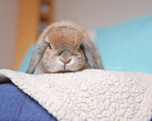 Would you like to sit next to me and pat me? そこのお嬢さん。 オレの隣に座って、オレを撫でてみたくはないかい？☺️#rabbit #bunny #ho