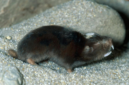 ainawgsd:The Damaraland mole-rat, Damara mole rat, or Damaraland blesmol (Fukomys damarensis) is a b