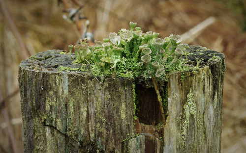 My Fencepost of the Week - some slightly old cup lichen on a gray winter’s day.
