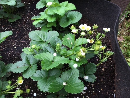adventuresincontainers:Garden happenings 6/4/16.