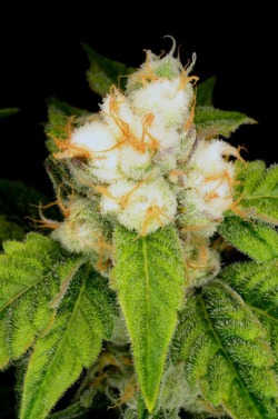 cannabisrelated:  Would you believe me if I told you this was bud? Look at this baby!!