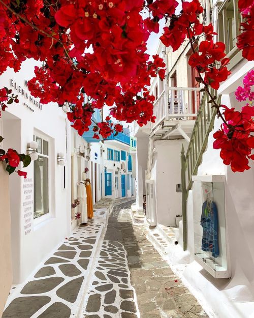 vieweds:    Mykonos in flowers   @empoweredinnocence