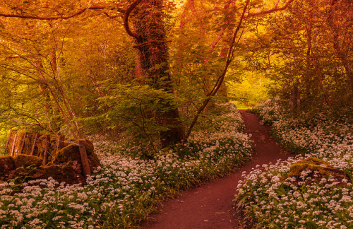 noctaeris: Steve Thompson Lancashire, England