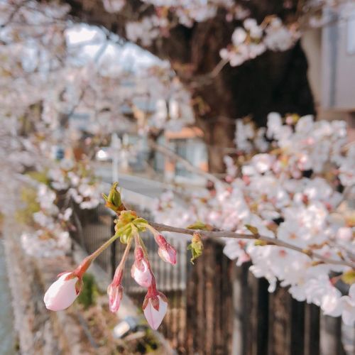 Sakura season, Saturday walk downtown. I’m putting some pictures in the wallpapers highlights 