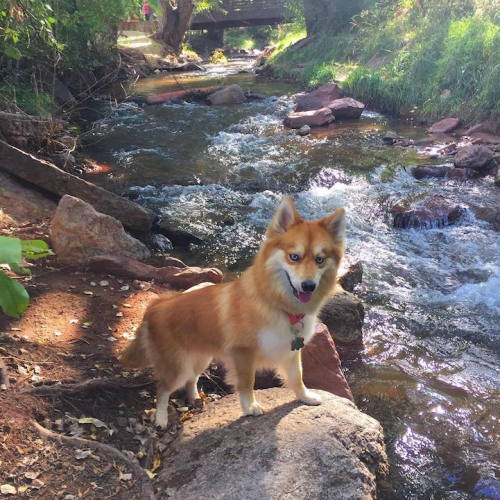 mymodernmet:Adorable “Pomsky” Pup is the Stunning Hybrid of a Pomeranian and Husky