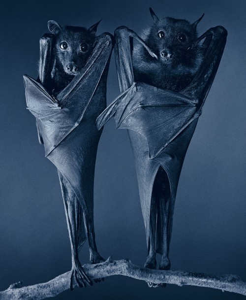 Tim Flach (British, b. 1958, London, England) - 1: Egyptian Bats, 2010  2: Opera Bat, 2010  3: Compa