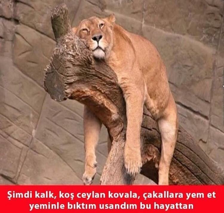 Şimdi kalk, koş ceylan...