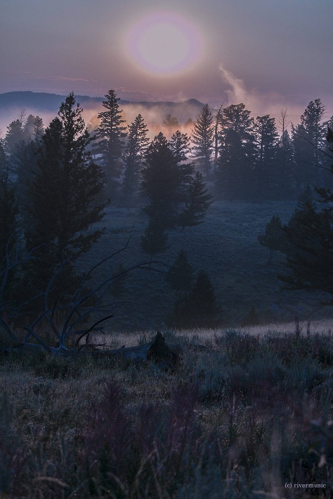 riverwindphotography:  Lavender Leaves and Lights: Blacktail Plateau, Yellowstone