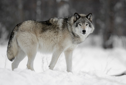 wolvenrealm:  By Masse Lean-Pierre 